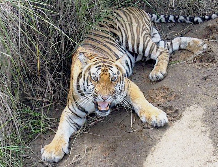 madhya08m Baunaghar np tigre